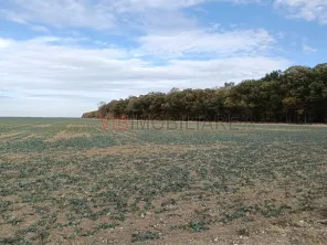 Ferma Agricolă 1.350 HA – Grad de Comasare 96–97%, Județul Arad - imagine 4
