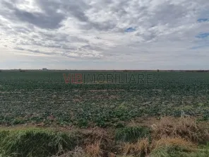 Ferma Agricolă 1.350 HA – Grad de Comasare 96–97%, Județul Arad - imagine 6