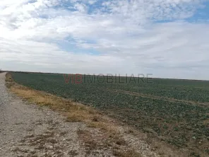 Ferma Agricolă 1.350 HA – Grad de Comasare 96–97%, Județul Arad - imagine 2