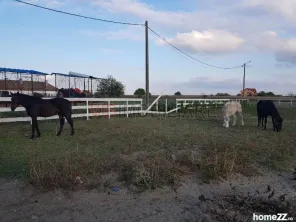 Ferma Zootehnică– Satchinez,9,5,vanzare sau schimb - imagine 9