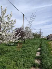 Ferma Zootehnică– Satchinez,9,5,vanzare sau schimb - imagine 7