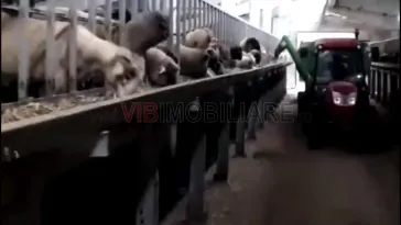 *Fermă modernă export miei | 6 ha | Standarde europene ,Brăila* - imagine 3