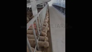 *Fermă modernă export miei | 6 ha | Standarde europene ,Brăila* - imagine 2