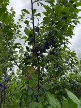 Fermă de vânzare 3 ha ,Exploatație agricolă și zootehnică - imagine 12