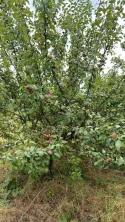 Fermă de vânzare 3 ha ,Exploatație agricolă și zootehnică - imagine 9