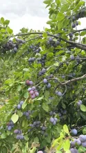 Fermă de vânzare 3 ha ,Exploatație agricolă și zootehnică - imagine 10