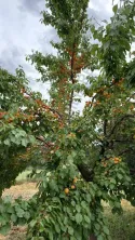 Fermă de vânzare 3 ha ,Exploatație agricolă și zootehnică - imagine 8