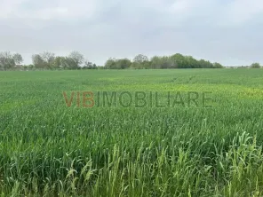 Comuna Dascalu - A0 - teren intravilan 9000 mp - imagine 3