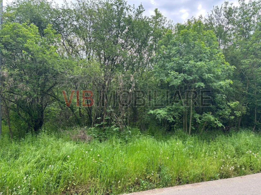 Dragomiresti Deal – Strada Pinului - imagine 1