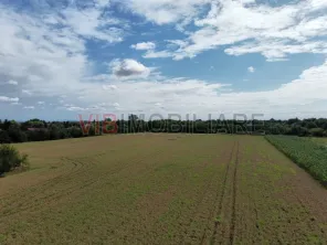 Teren Gruiu - 5000 mp - doua deschideri - intravilan - imagine 4