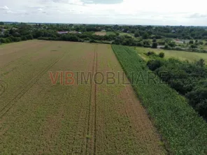 Teren Gruiu - 4972 - intravilan - doua deschideri - imagine 4